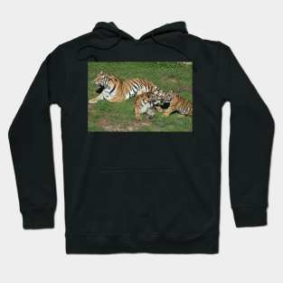 Tigers Hoodie